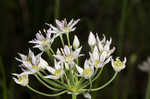 Little River Canyon onion